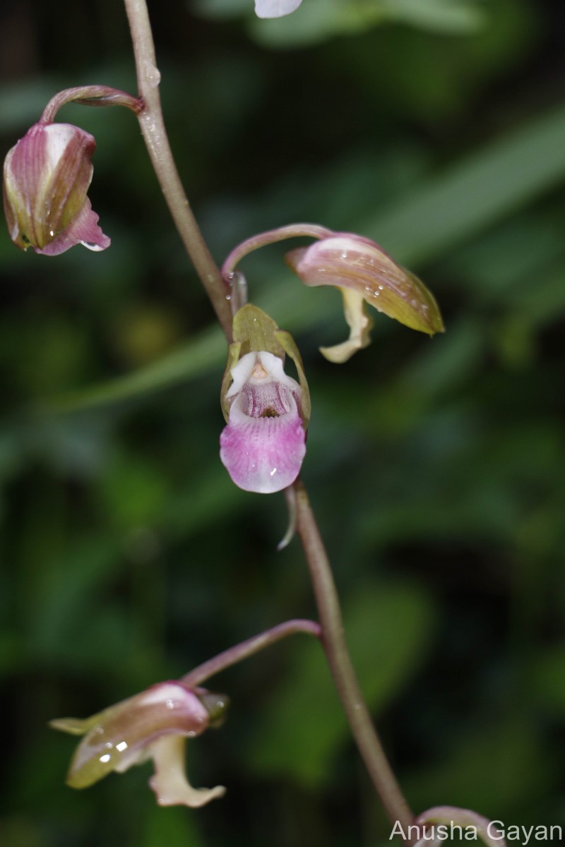 Eulophia nuda Lindl.